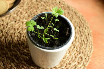 Parsley seedling in a pot with soil