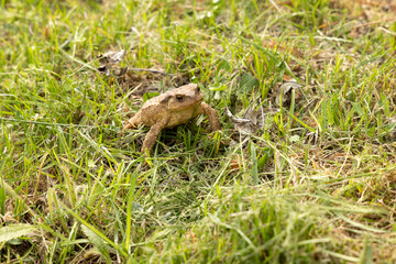 squirrel in the grass