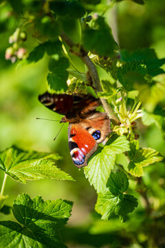 butterfly on the branch closeup