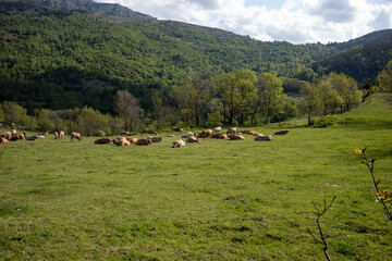 Fototapeta na wymiar cows grazing in the mountains
