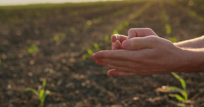 The farmer's hands hold clods of soil against the background of a field where corn sprouts.