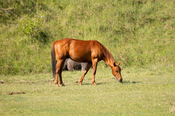 Naklejka na ściany i meble mare and foal in the field