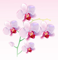 Vector illustration of orchids and butterflies on spring background