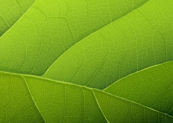 Green leaf texture. Vector background, EPS10