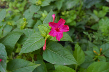 Fuchsia colored flower of Mirabilis jalapa in mid October