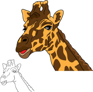 vector - portrait, giraffe head isolated on white background