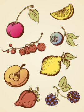 set of hand drawn vector vintage fruits
