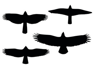Birds of pray silhouettes. Vector eps8