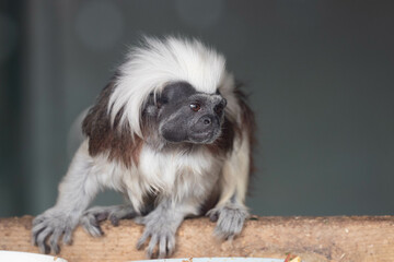 a portrait of Cotton-Top Tamarin Monkey