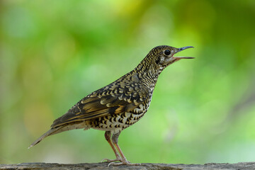 Fototapeta premium White's Thrush