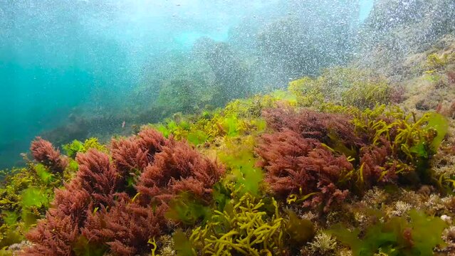 Seaweed ripples in shallow water in the ocean, natural underwater seascape, Spain, Galicia, 59.94fps