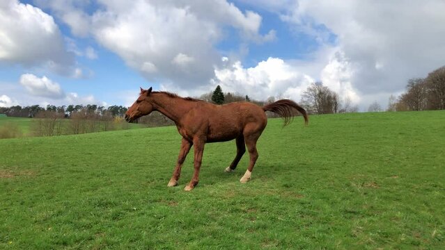 One single brown horse in the meadow on a pasture frolicking, rolling in the grass standing up and shaking himself
