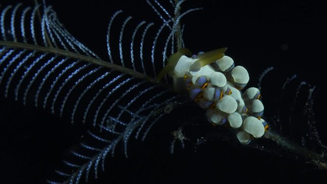 Nudibranch (sea slug) - Trinchesia sp. feeding on a hydroid. Underwater macro life of Tulamben, Bali, Indonesia.