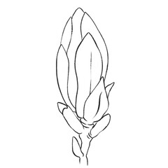 Bud of pink Flower tulip Magnolia line isolated illustration. colourful Floral sketch, design for Flowers shop logo or print. cute botanical tattoo 