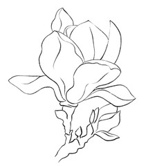 pink Flower tulip Magnolia line isolated illustration. colourful Floral sketch, design for Flowers shop logo or print. cute botanical tattoo 