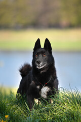 Beautiful Russian European Laika. Funny young happy smiling laika outdoors.