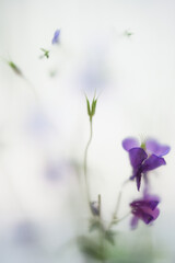 Abstract floral composition for cover or add text with violet flowers