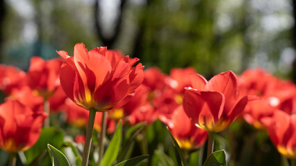 red tulips in spring