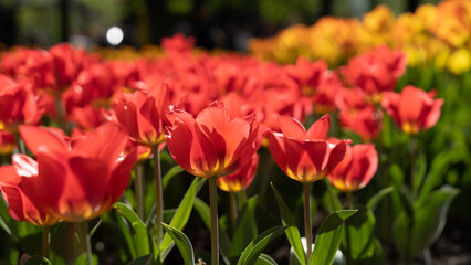 Fototapeta premium Beautiful red garden tulips under the sun