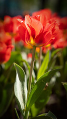 Beautiful red garden tulips in the tulip garden