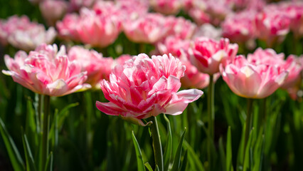 Many beautiful double pink tulips in the tulip garden