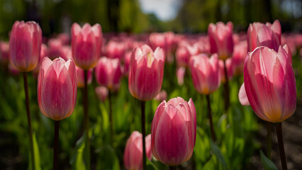 Pink garden tulip in a garden of tulips