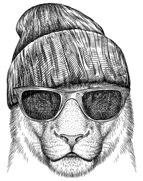 Vintage engraving isolated lion king set glasses dressed fashion illustration ink sketch. Africa wild cat background animal silhouette sunglasses hipster hat art. Black and white hand drawn image