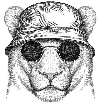 Vintage engraving isolated lion king set glasses dressed fashion illustration ink sketch. Africa wild cat background animal silhouette sunglasses hipster hat art. Black and white hand drawn image