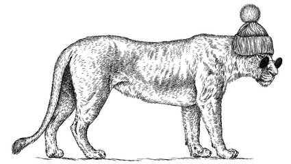 Vintage engraving isolated lion king set glasses dressed fashion illustration ink sketch. Africa wild cat background animal silhouette sunglasses hipster hat art. Black and white hand drawn image