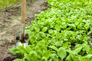Young radish sprouts growing in the greenhouse. Radish seedlings in the garden. Green leaves of radish plant. Close up. Selective focus. Raphanus sativus