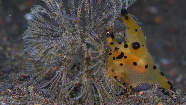 Nudibranch (sea slug) - Thecacera sp., feeding on one of bryozoans - Bugula sp. Underwater macro life of Tulamben, Bali, Indonesia.