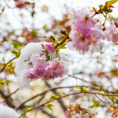 Fototapeta na wymiar Close up of branch of cherry blossoms covered with snow. Spring season.