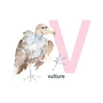 Letter V, vulture, cute kids animal ABC alphabet. Watercolor illustration isolated on white background. Can be used for alphabet or cards for kids learning English vocabulary and handwriting.