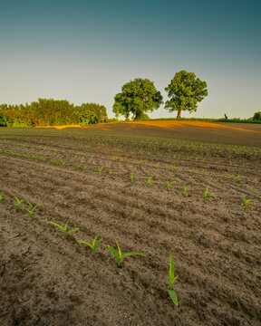 Field with new growth in springtime at sunset vertical shot