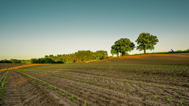 Field with new growth in springtime at sunset wide shot
