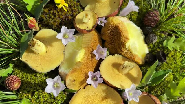 edible bolet mushroom in its natural environment