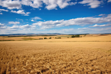 Golden wheat field and blue sky with cirrus clouds.