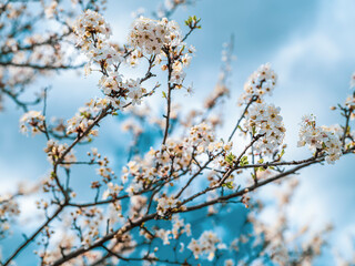 tree blooming with white flowers in spring time