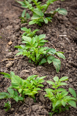 A row of potato plants growing in springtime