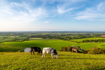 A Rural Sussex View of Cattle Grazing on Firle Beacon on a Sunny Spring Day