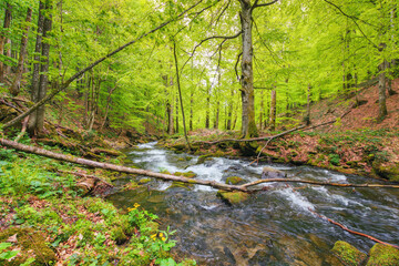 Fototapeta na wymiar stream in the forest among rocks. countryside scenery in spring. beauty in nature