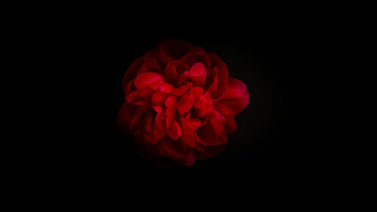 Beautiful red peony blossom (paeonia) on black background © Lukas Gojda