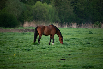 Naklejka premium Brown horse grazing in a field with rising morning sun