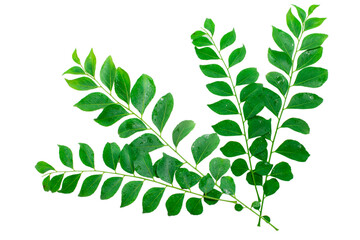Fresh curry leaves (Murraya koenigii) isolated on white background