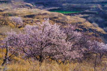 In spring, apricot blossom forests and rural scenery open all over the mountains in northern China