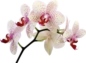 beautiful orchid flowers on a white background