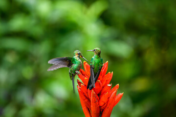 Green Hermit, Phaethornis guy, rare hummingbird from Costa Rica, green bird flying next to...