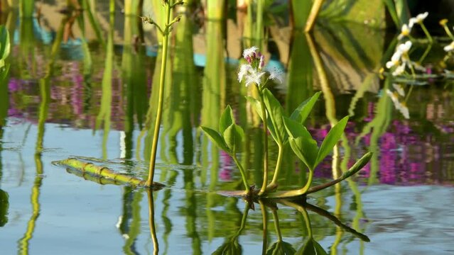 Menyanthes,  bogbean, buckbean, water plant with white flowers