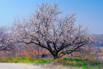 In spring, apricot blossom forests and rural scenery open all over the mountains in northern China