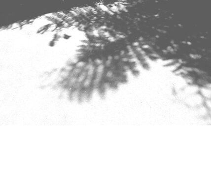 Black White abstract texture of shadows leaf on transparent backgrounds. Royalty high-quality free stock photo image of Gray leaf shadow of the leaves overlay effect on a white wall. Space for text